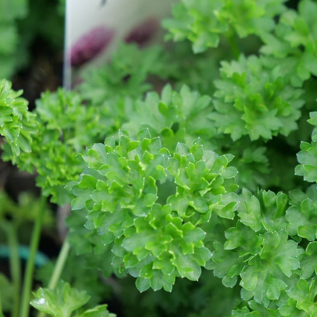 Persil frisé — Graines ou plant