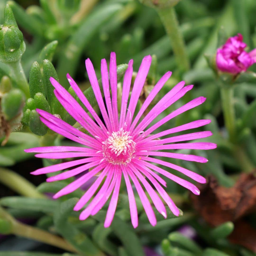 Plant de Pourpier Vivace Delosperma cooperi Pourpier de Cooper monde végétal