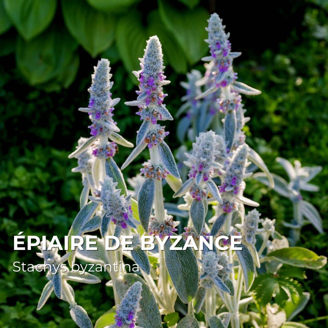 PLANT - Épiaire de Byzance (Stachys byzantina)