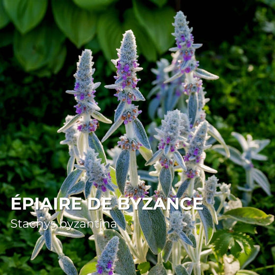 Épiaire de Byzance (Stachys byzantina)