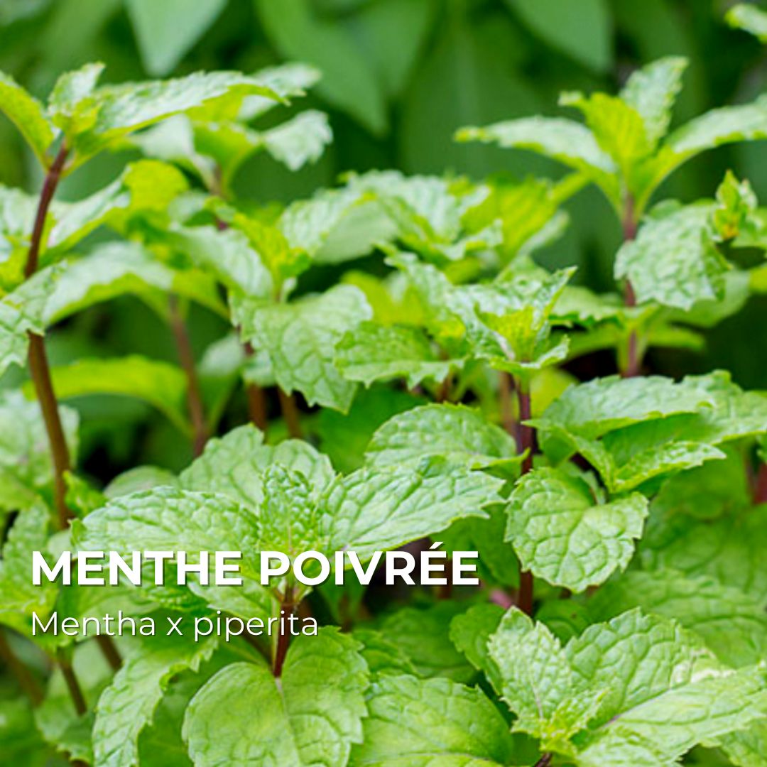 PLANT - Menthe Poivrée (Mentha x piperita)