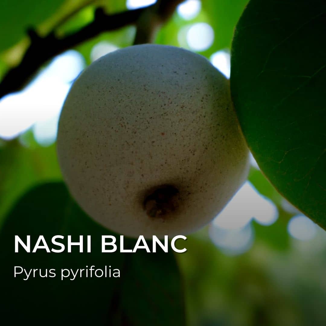 PLANT - Nashi Blanc (Pyrus pyrifolia) - Poire Japonaise