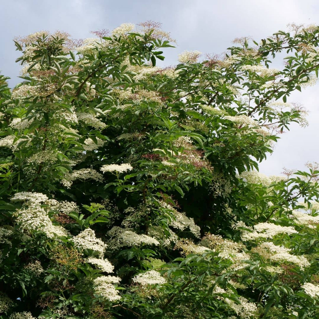 Sureau noir (Sambucus nigra)
