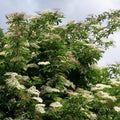 Sureau noir (Sambucus nigra)