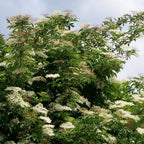 Sureau noir (Sambucus nigra)