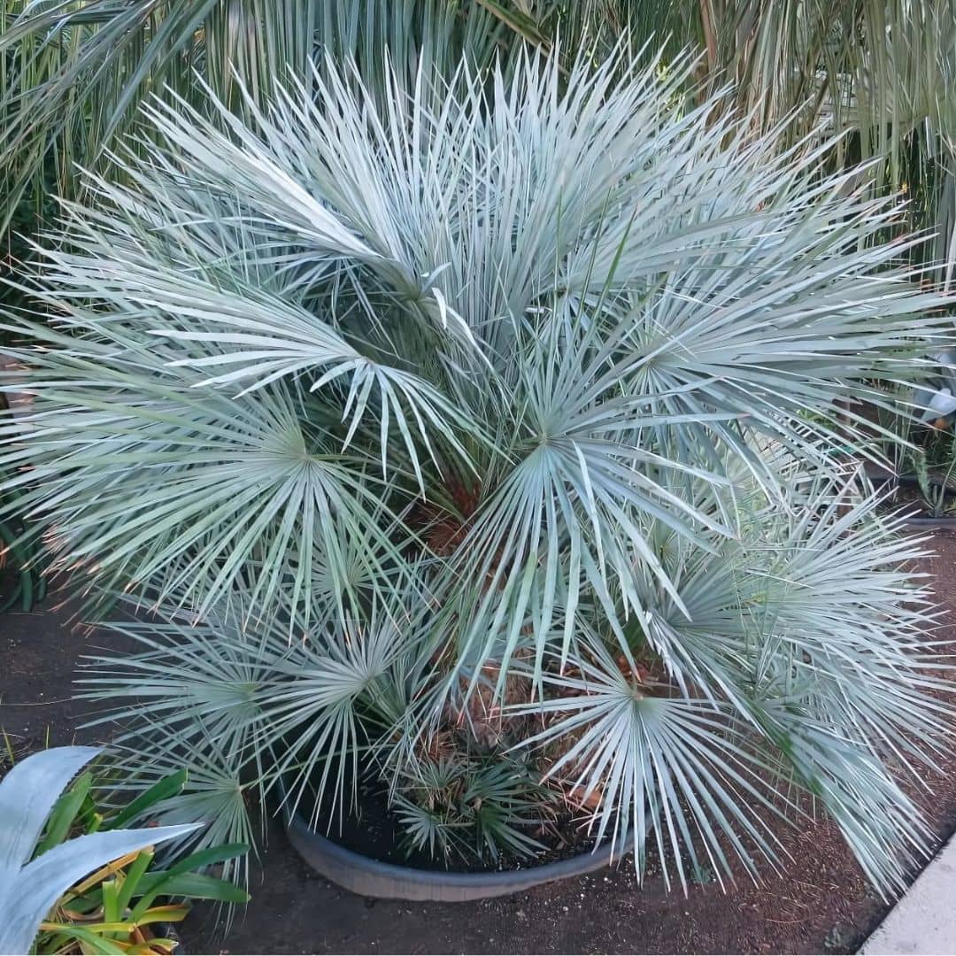 Palmier Bleu de l'Atlas (Chamaerops humilis var cerifera) palmier bleu du maroc monde végétal