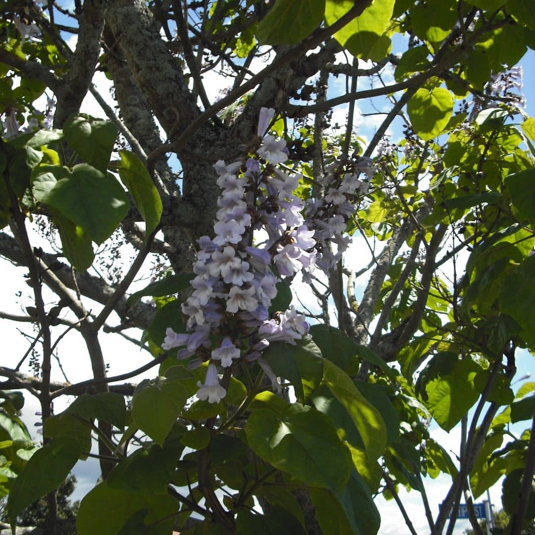 Paulownia à grandes feuilles Paulownia elongata arbre à croissance rapide monde vegetal semences