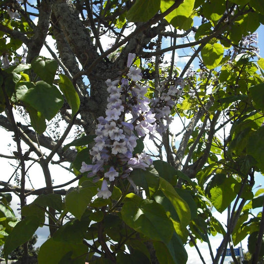 Paulownia à grandes feuilles Paulownia elongata arbre à croissance rapide monde vegetal semences