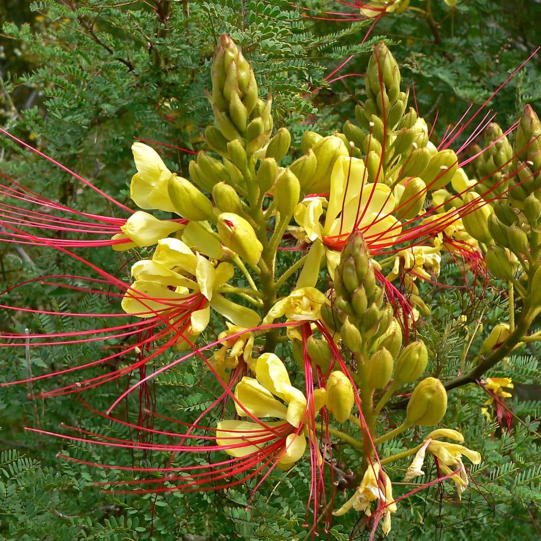 Petit Flamboyant Jaune Caesalpinia gilliesii Césalpinie de Gillies monde végétal