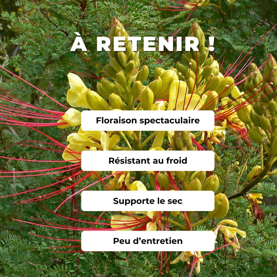 Petit Flamboyant Jaune Caesalpinia gilliesii Césalpinie de Gillies monde végétal comment semer et cultiver