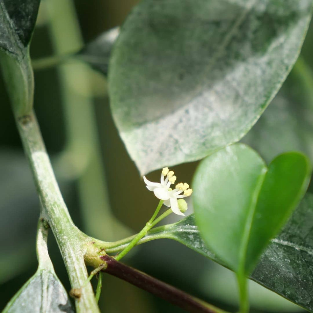 Petites fleurs blanchâtres de yerba maté groupées à l’aisselle des feuilles, au printemps.