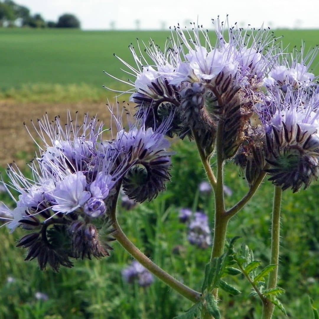 Phacélie à feuilles de tanaisie Phacelia tanacetifolia