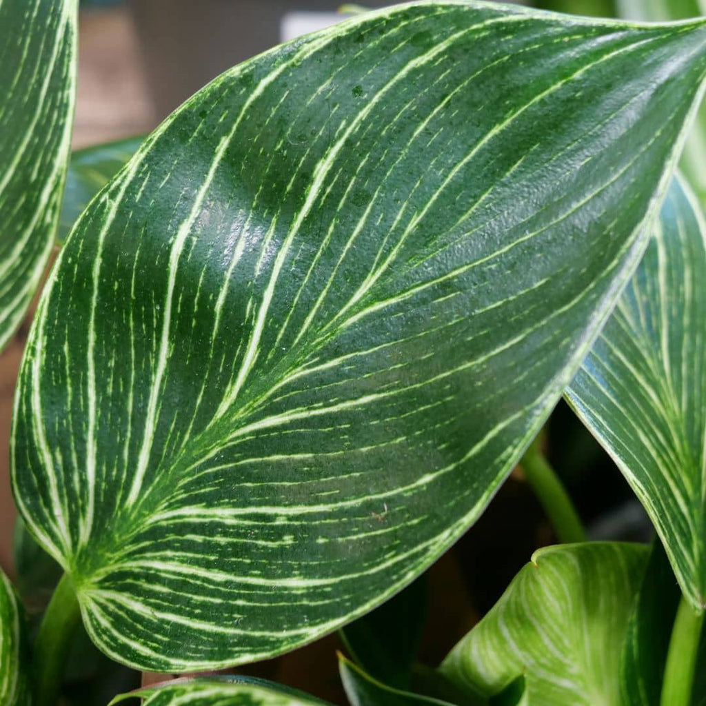 Philodendron Birkin Philodendron hederaceum comment cultiver