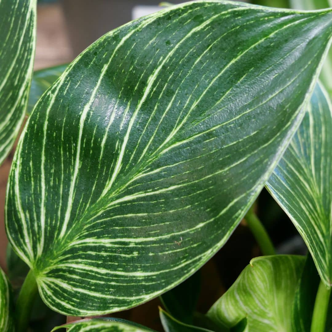 Philodendron Birkin Philodendron hederaceum comment cultiver