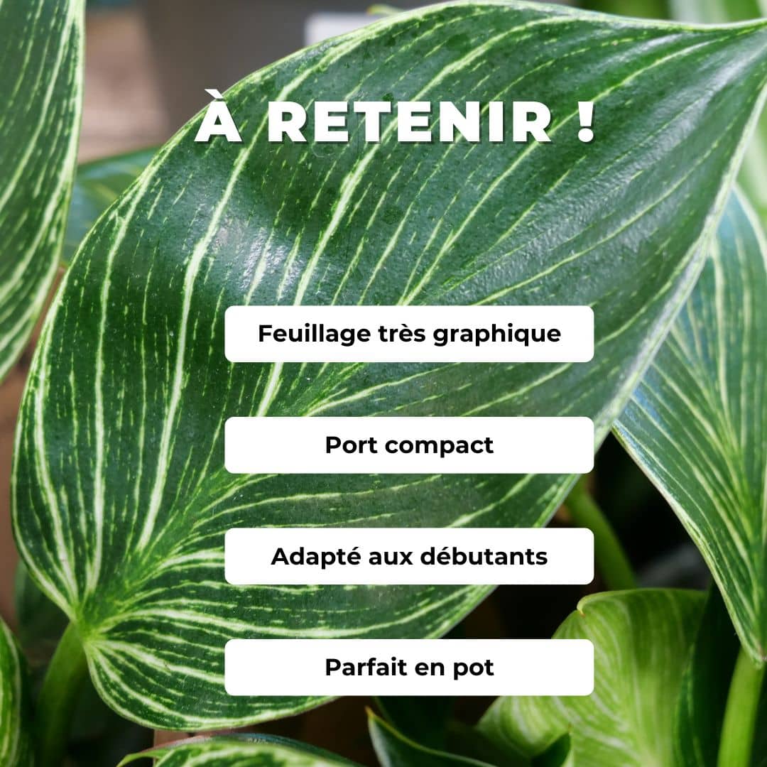 Philodendron Birkin Philodendron hederaceum comment cultiver plantes en pot