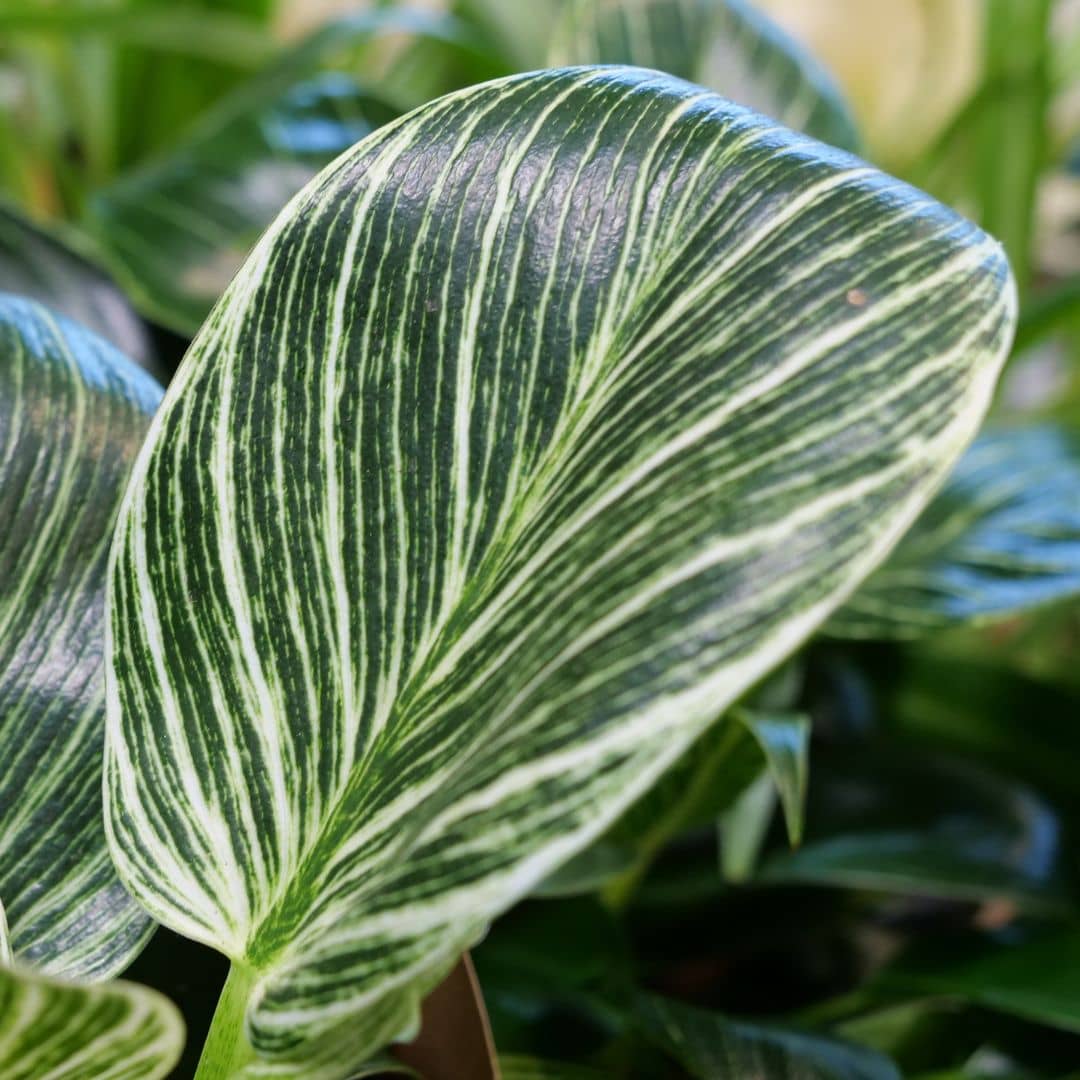 Philodendron Birkin collection de philodendron monde vegetal