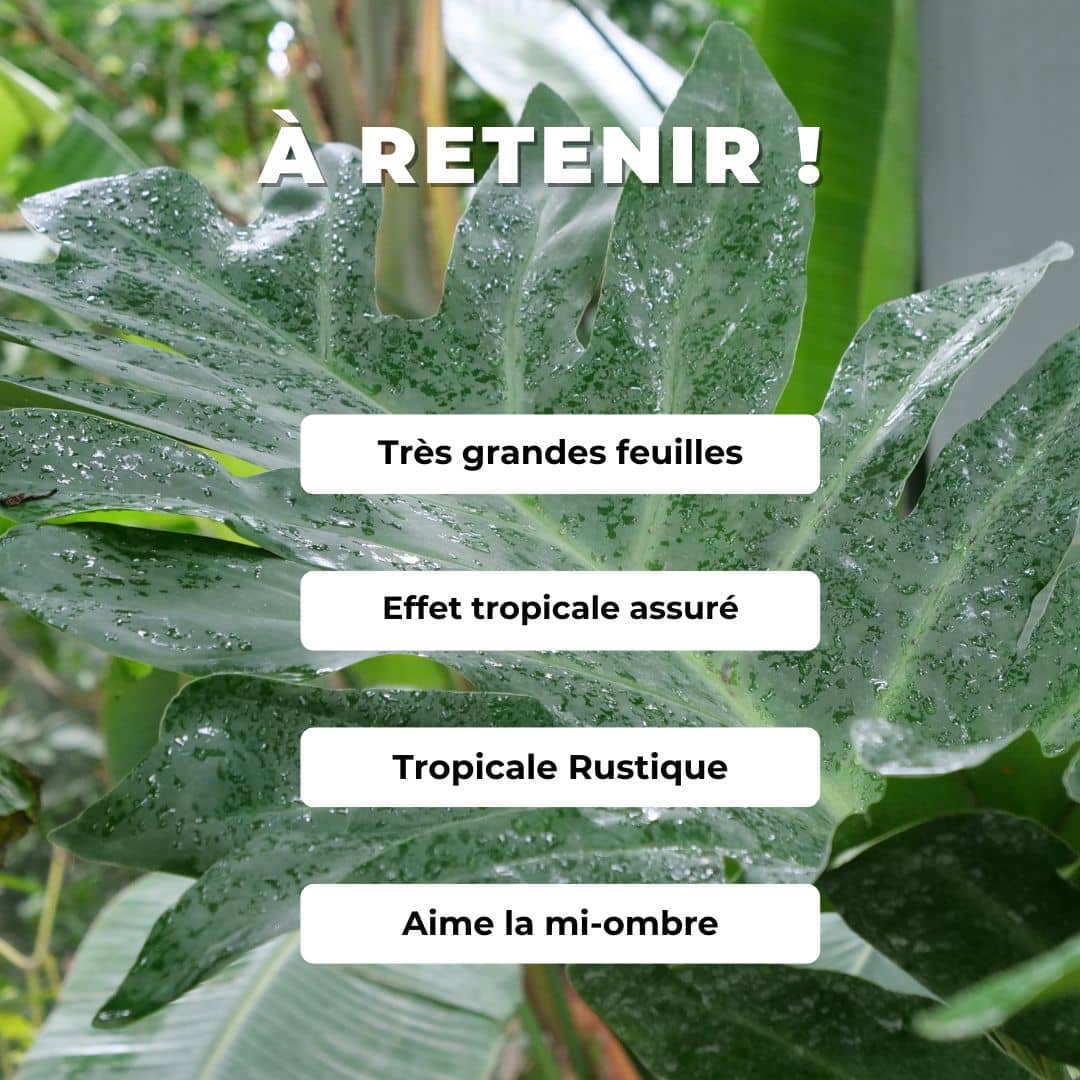 Philodendron rustique Selloum comment le cultiver monde végétal