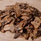 Pin de Cook Araucaria columnaris espèce d'araucaria rare