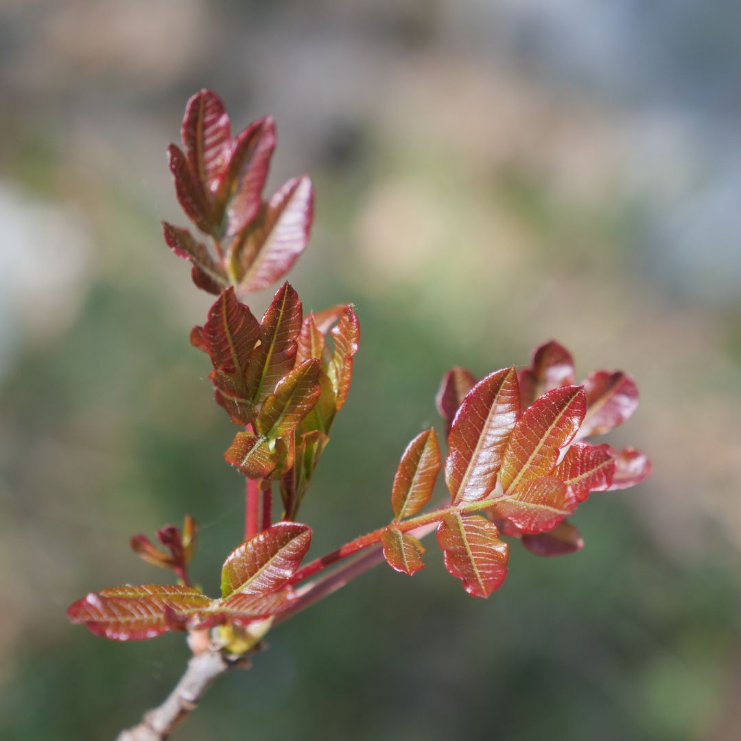 Pistacia terebinthus : graines du térébinthe, porte-greffe du pistachier