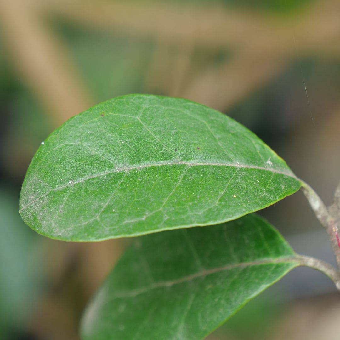 Plant Feijoa à cultiver zoom sur le feuillage