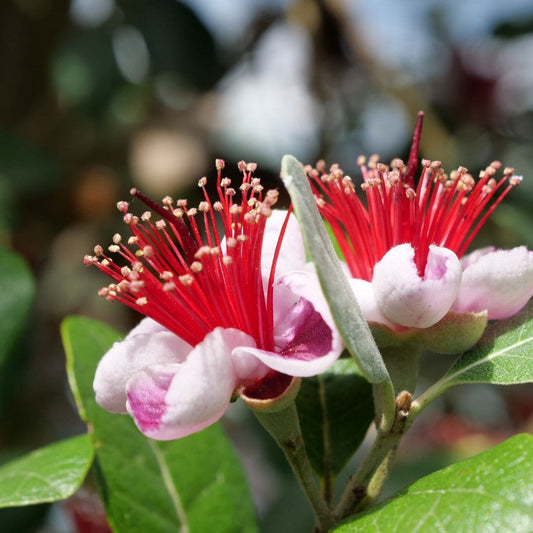  Plant Goyavier du Brésil Feijoa sellowiana monde vegetal