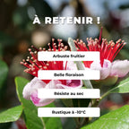 Plant Goyavier du Brésil Feijoa sellowiana monde vegetal comment planter et cultiver