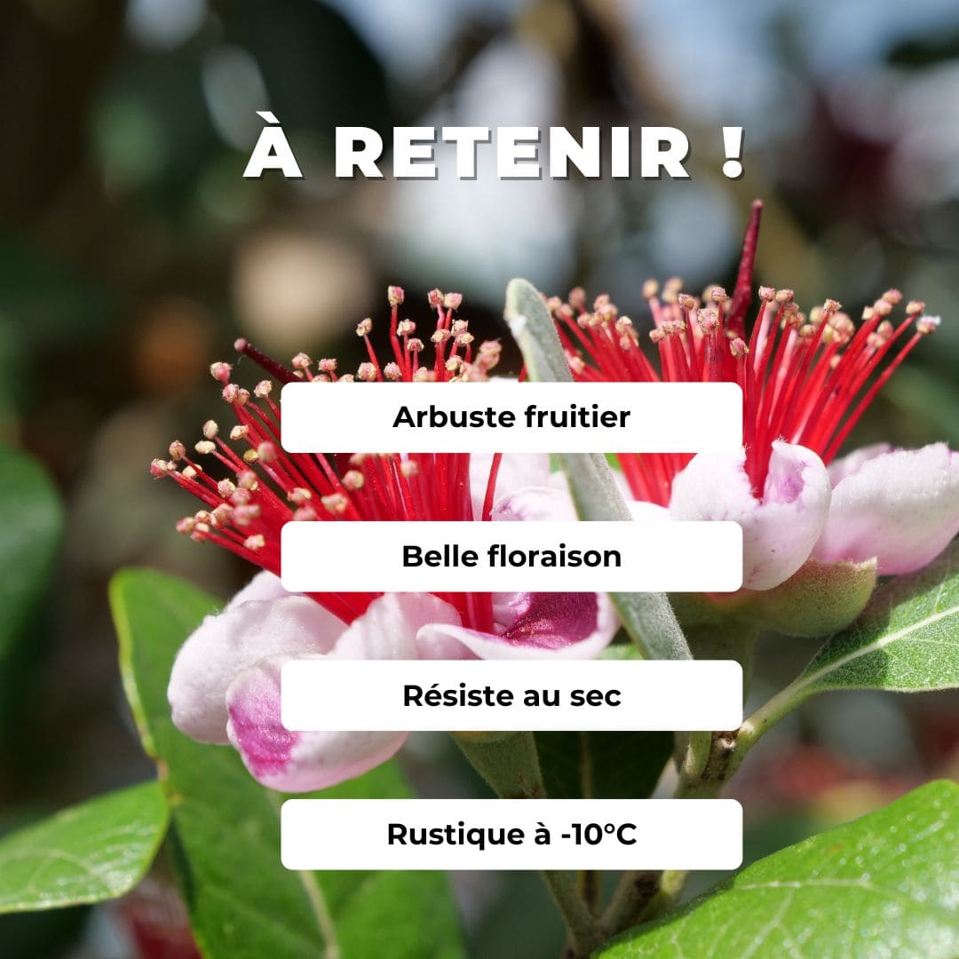  Plant Goyavier du Brésil Feijoa sellowiana monde vegetal comment planter et cultiver