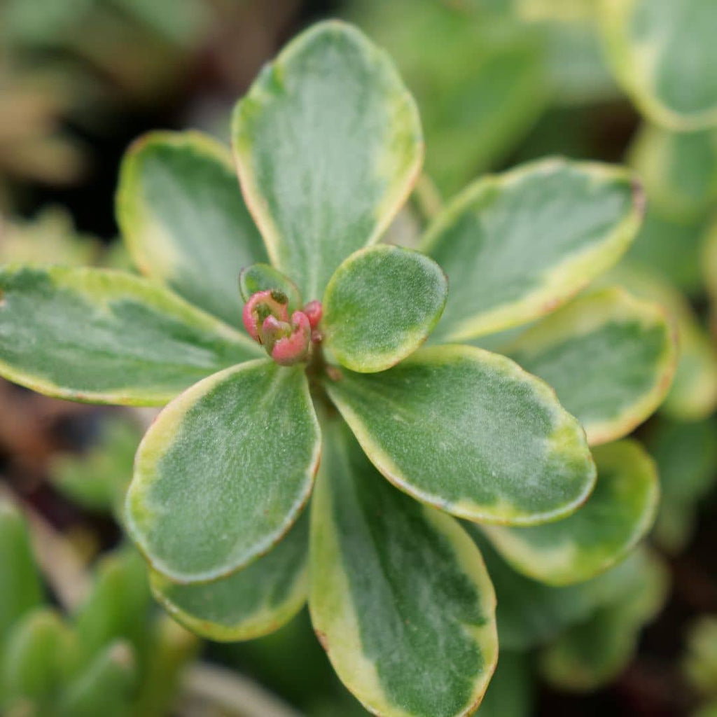 Plant Sedum Panaché du Kamtchatka Sedum kamtschaticum monde vegetal