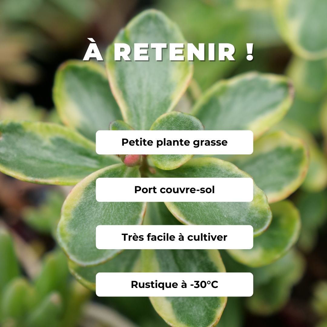 Plant Sedum Panaché du Kamtchatka Sedum kamtschaticum monde vegetal comment planter et cultiver