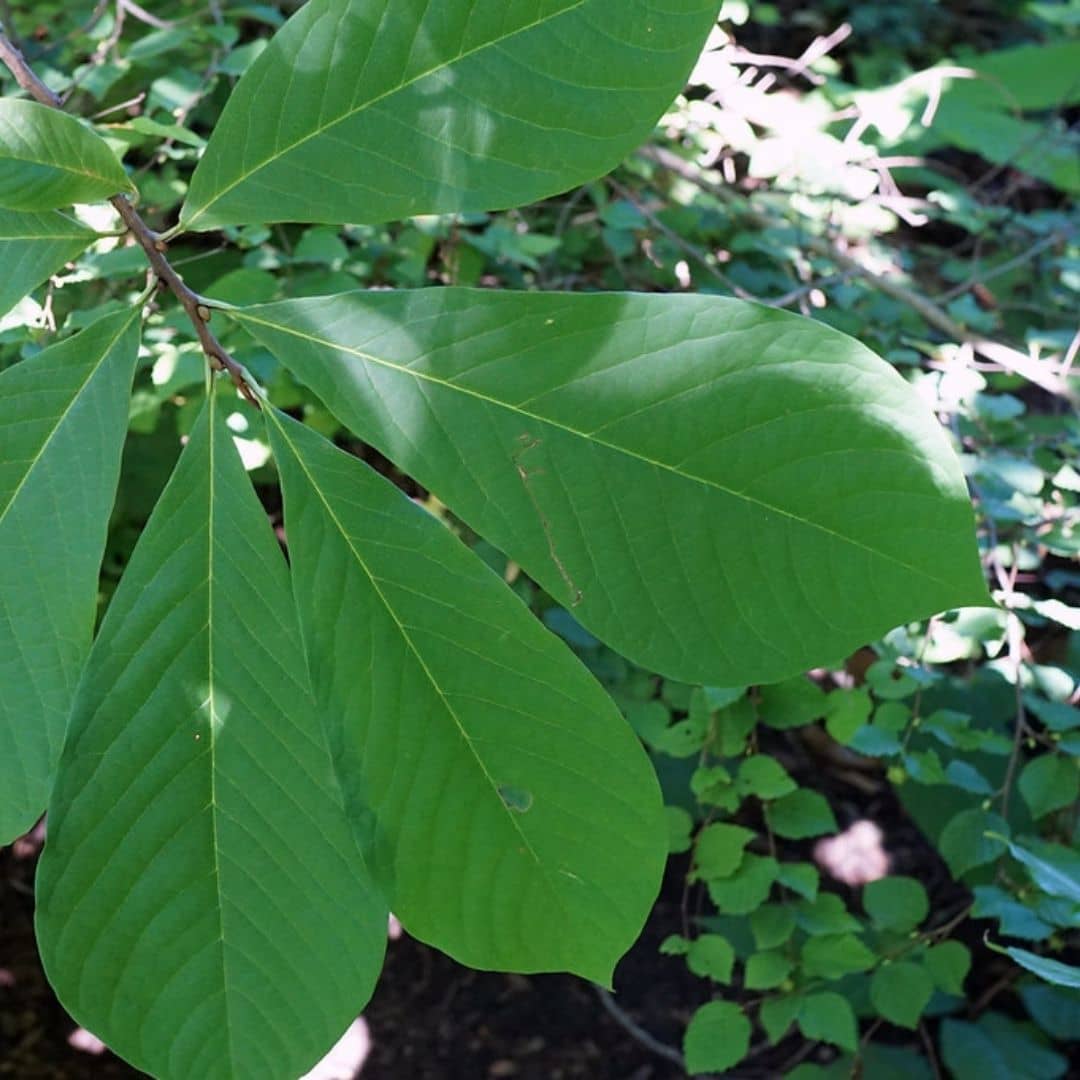 Plant d’Asimina triloba, pawpaw ou mangue du Canada, arbuste fruitier très rustique aux fruits délicieux