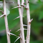 Plant de groseillier à maquereau à planter