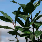 Plant de laurier sauce laurus nobilis monde végétal