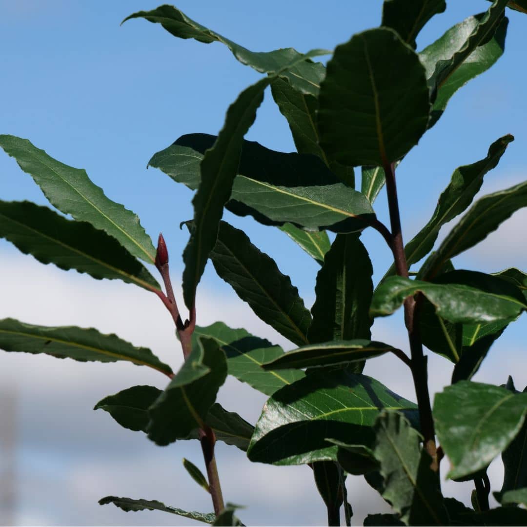Plant de laurier sauce laurus nobilis monde végétal