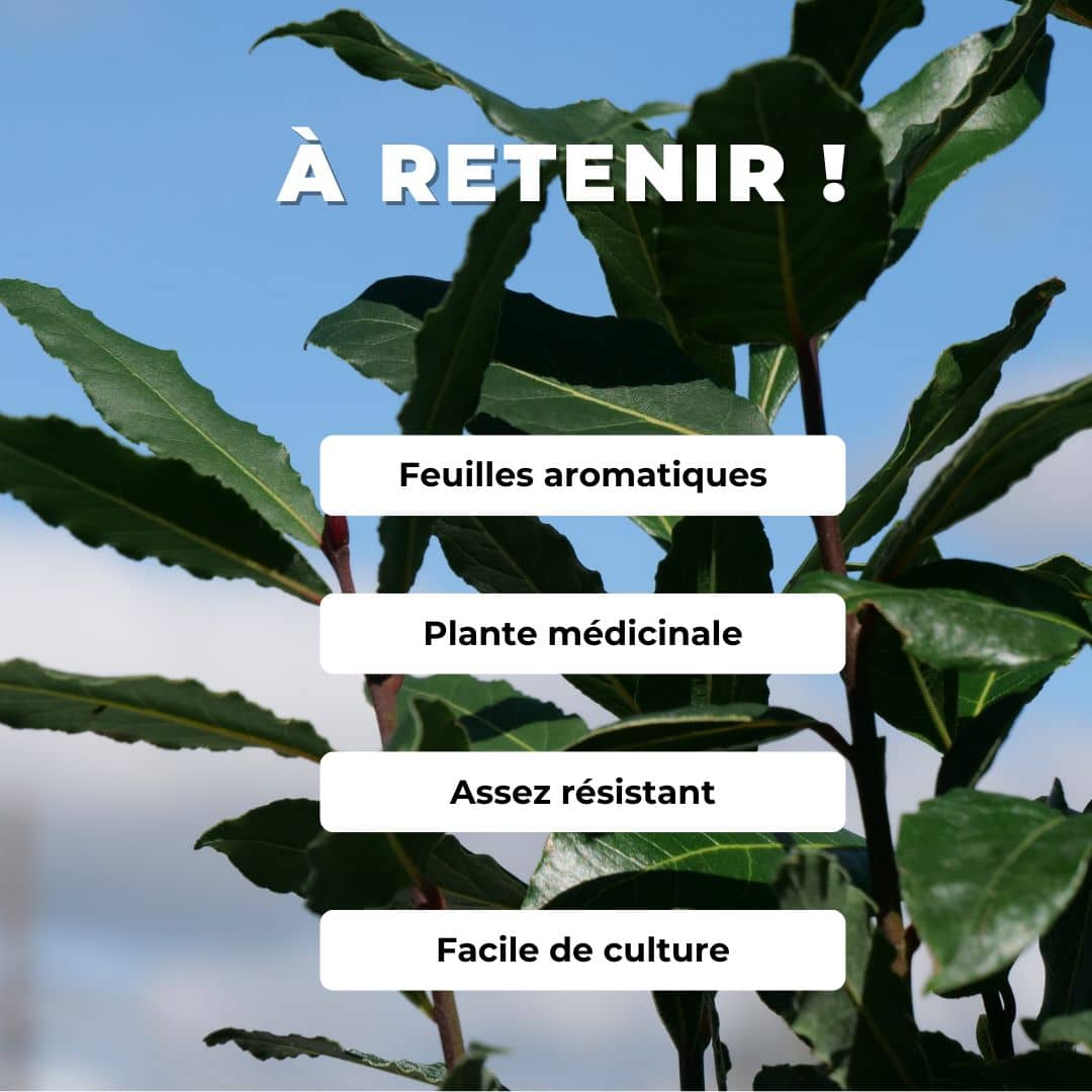 Plant de laurier sauce laurus nobilis monde végétal et comment le planter
