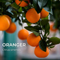 Oranger doux (Citrus × sinensis)