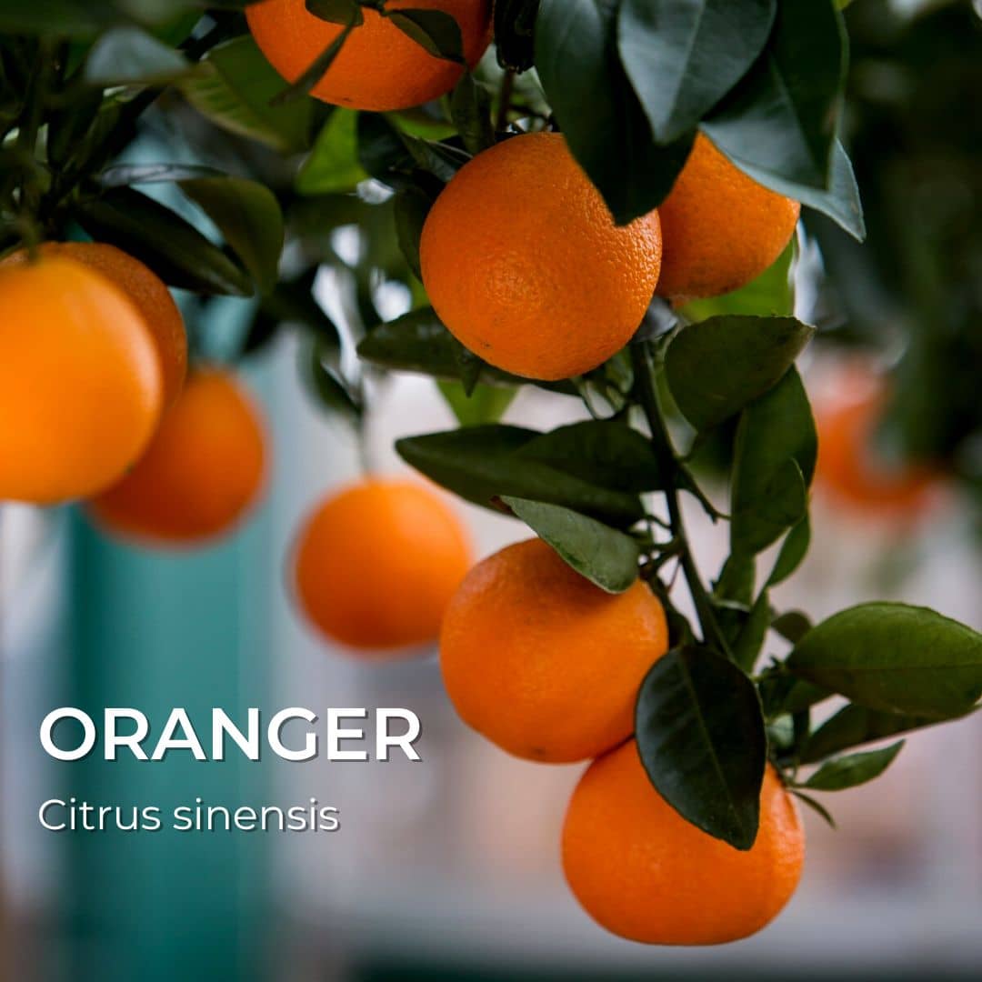 Oranger doux — Plant