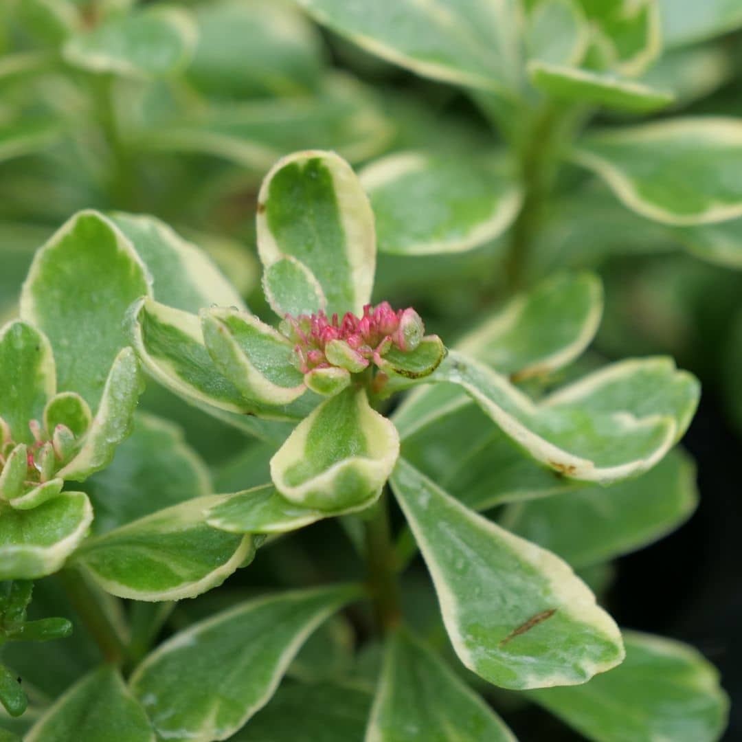 Plante grasse couvre sol pour rocaille et jardin sec résistant au froid monde vegetal