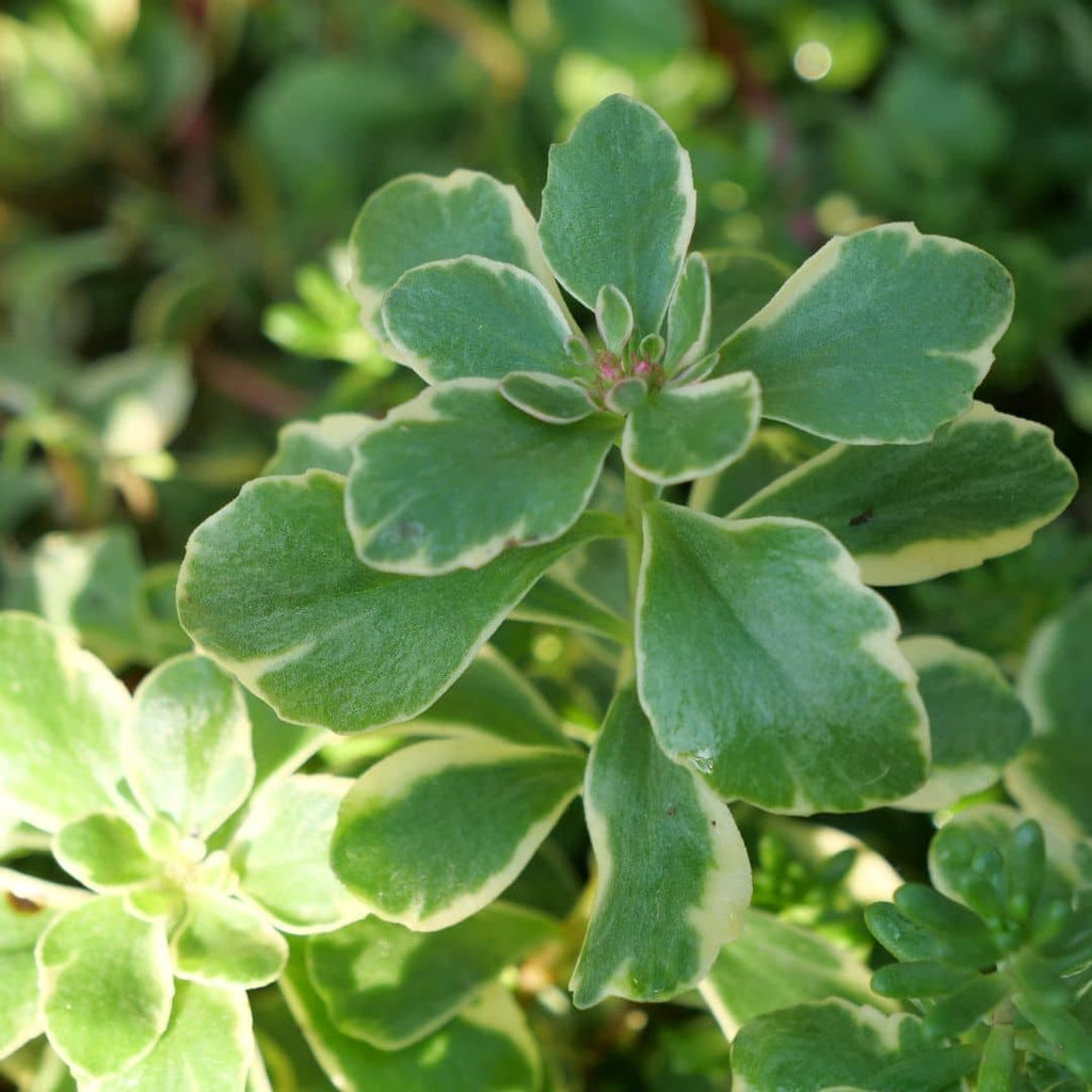 Plante grasse couvre sol pour rocaille et jardin sec résistant au froid monde vegetal feuilles caduques du Sedum du Kamtchatka