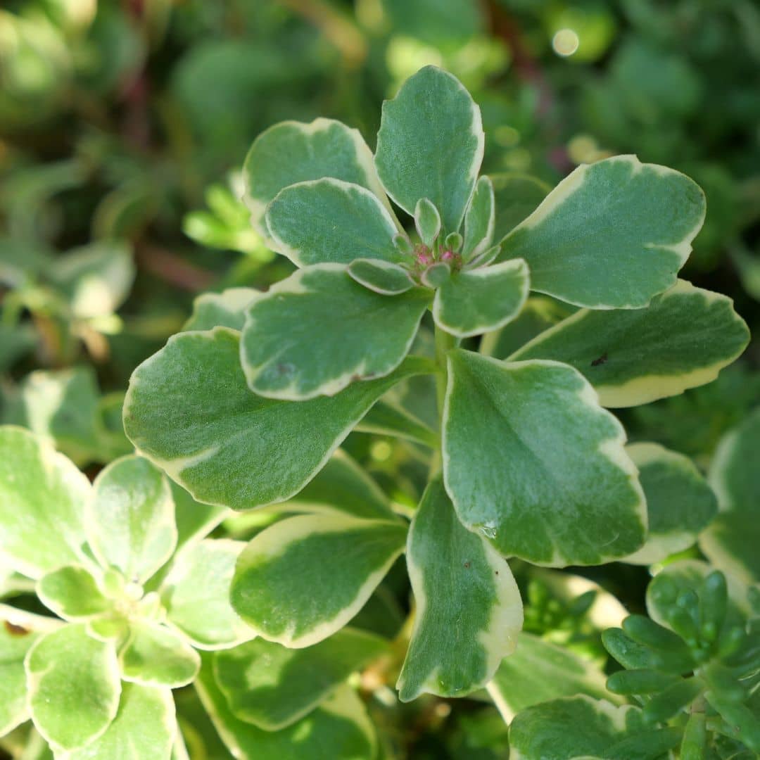 Plante grasse couvre sol pour rocaille et jardin sec résistant au froid monde vegetal feuilles caduques du Sedum du Kamtchatka