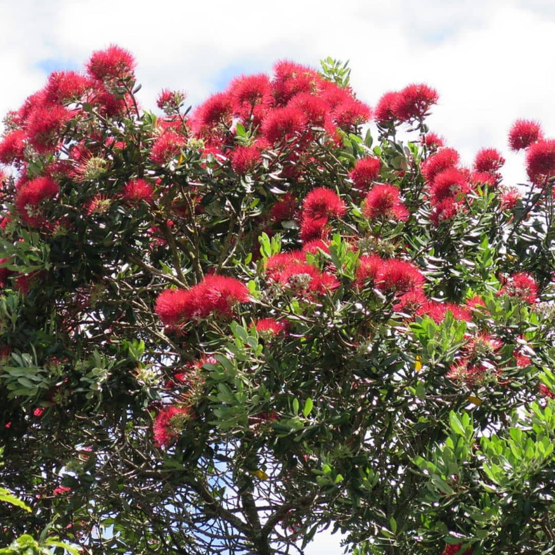 Pohutukawa Metrosideros excelsa arbre de noel de nouvelle zelande plantes rares