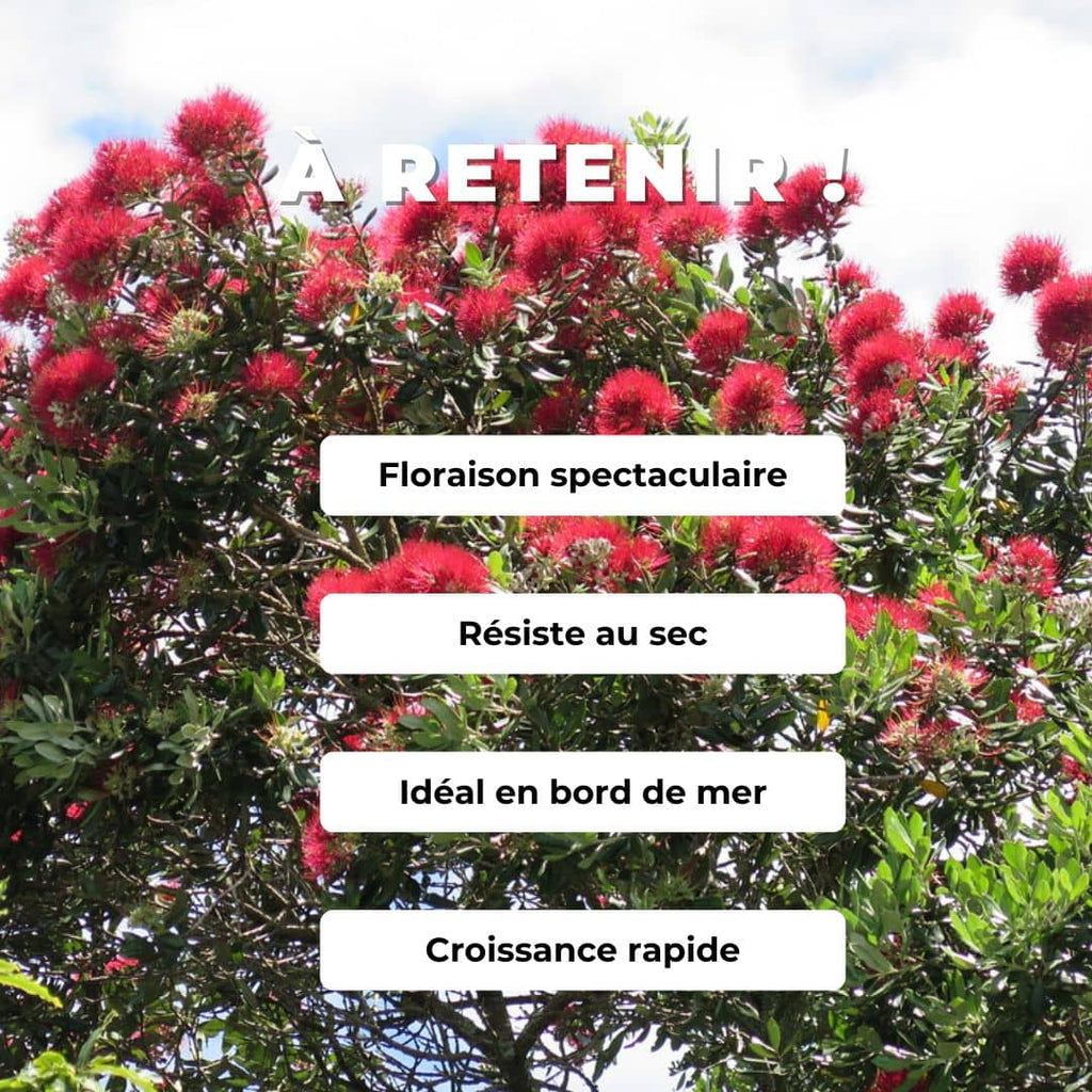 Pohutukawa Metrosideros excelsa arbre de noel de nouvelle zelande plantes rares fleurs rouges