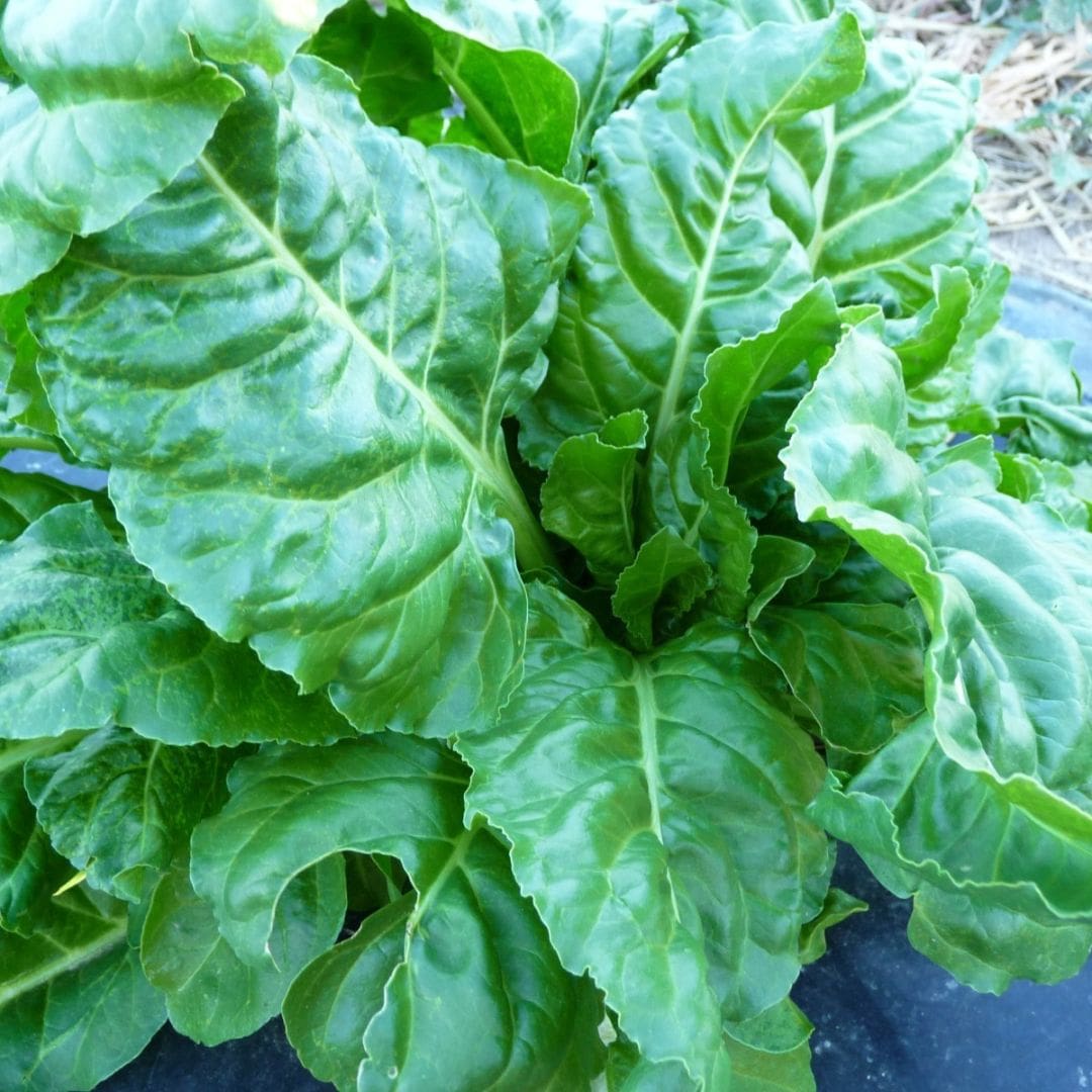 GRAINES - Poirée 'Lucullus' (Beta vulgaris subsp. vulgaris var. cicla)