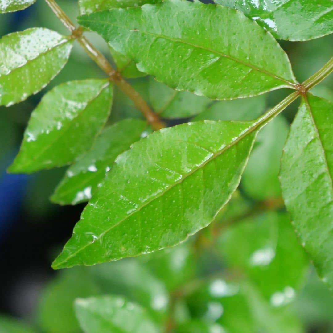 Poivrier du Sichuan Zanthoxylum piperitum comment planter et cultiver cette plante aromatique
