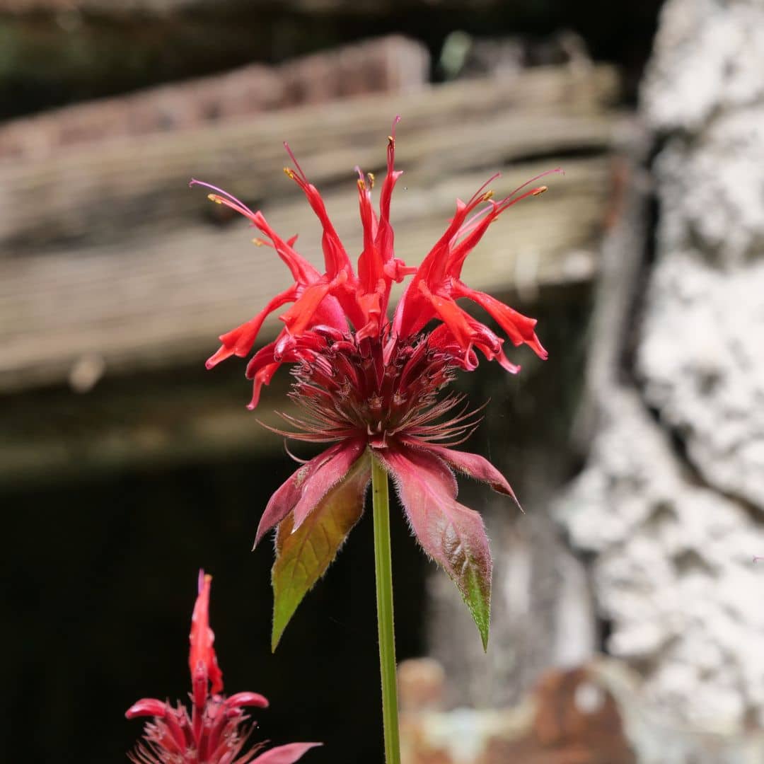 Quelles sont les vertus de la Monarde rouge 