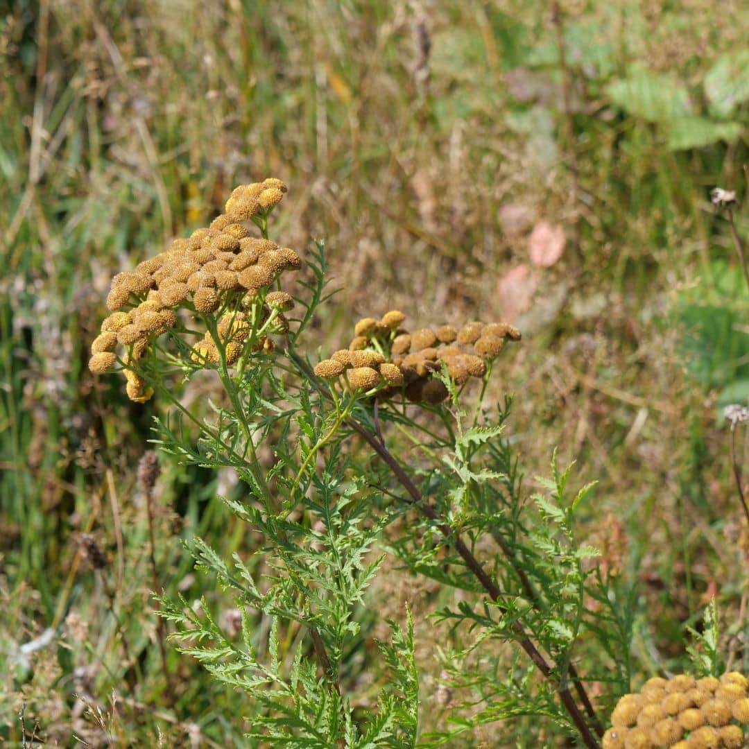 Quels sont les bienfaits de la Tanacetum vulgare