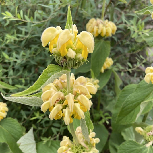 Sauge Turque Phlomis russeliana monde végétal