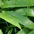 Semence allium ursinum à planter monde vegetal