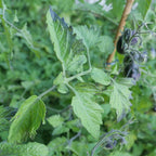 Semence solanum lycopersicum indigo pear drops au potager