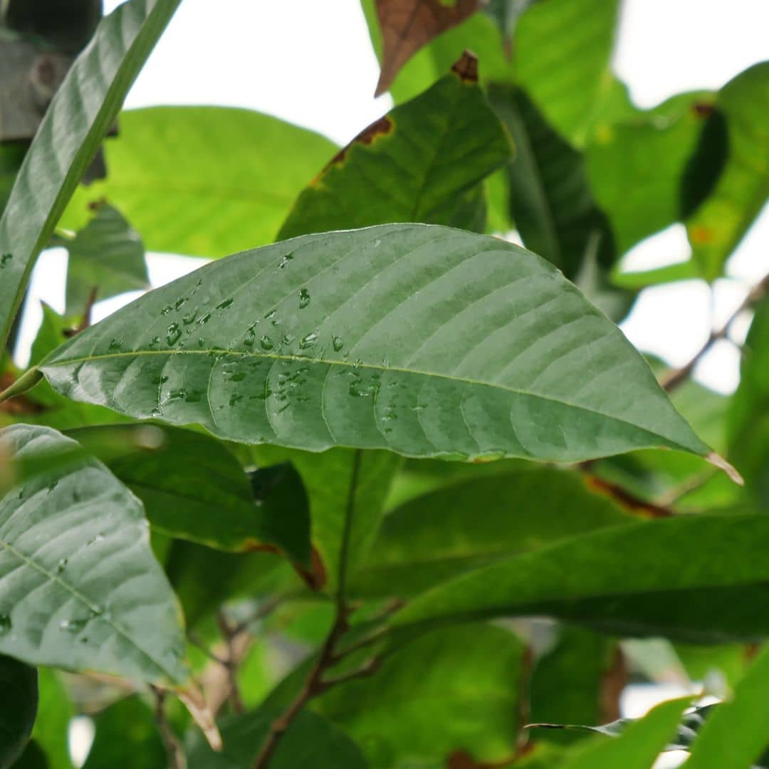 Semences Cacaotier Theobroma cacao monde vegetal