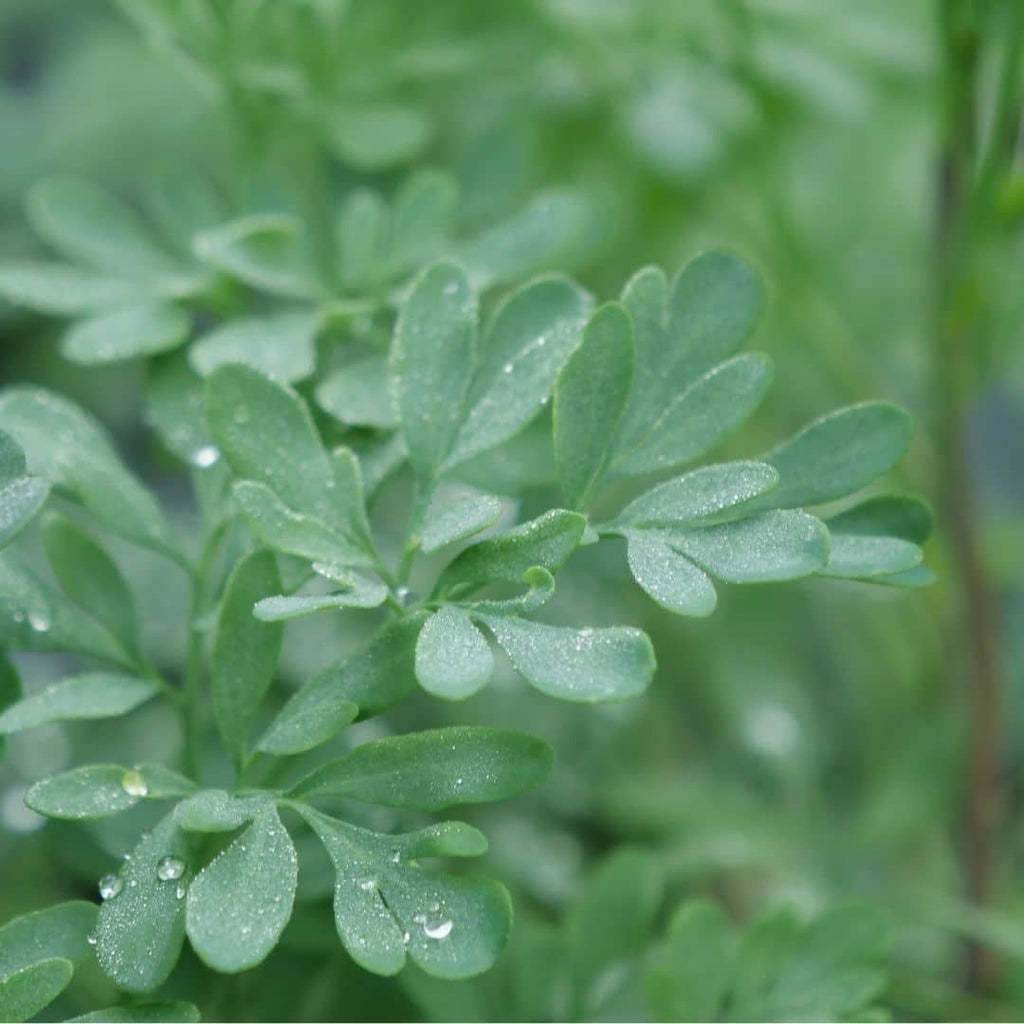 Semer et cultiver la Ruta graveolens monde vegetal